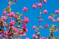 Ribes sanguineum 'Atrorubens' - Flowering currant 'Atrorubens' against blue sky. 