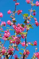 Ribes sanguineum 'Atrorubens' - Flowering currant 'Atrorubens' against blue sky.