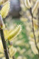 Salix hookeriana - Coastal Willow