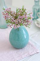 Chamelaucium - Wax Flower in blue vase.