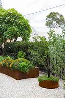 Raised rusty, Cor-ten steel garden beds planted with a variety of edible herbs, vegetables, and a fruit tree in urban, gravel-mulched garden. 