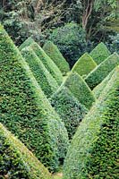 The 'Pyramid Forest' of Taxus baccata - Yew. Chaucer Barn, Norfolk, UK. 