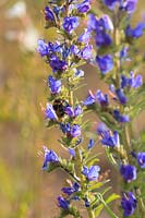 Bee on Echium vulgare - Viper's Bugloss