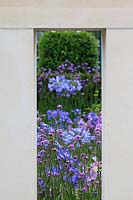 Verbena bonariensis and Agapanthus - African Lily - framed by white rectangular archway.