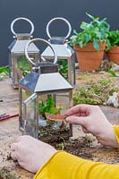 Woman adding strip of bark to lantern terrarium planted with fern and moss.