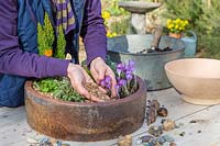 Woman adding gravel as mulch in alpine container. 