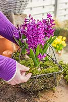 Woman adding moss to wire trug planted with Hyacinth bulbs. 