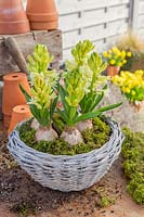Still life set up of flowering hyacinth bulbs in ratten basket filled with moss. 