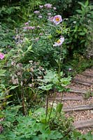 Anemone - Japanese Anemone and Lunaria annua - Honesty - growing by gravel and wood sleeper path. 