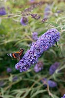 Vanessa atalanta -  Red Admiral butterfly on Buddleja - Butterfly Bush 