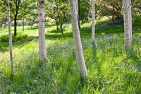 Hyacinthoides non-scripta - Bluebells naturalised in meadow area. Preen Manor, Church Preen, Shropshire, UK. 