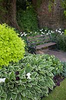 View across corner of a mixed bed towards bench. Plants include: 
Philadelphus coronarius 'Aurea', Hosta 'Francee', Tulipa 'White Triumphator' and 
Tulipa 'Queen of the Night' 