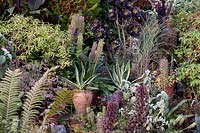 Display bed of Eucomis and aloes 