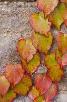 Parthenocissus on stone wall