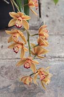 Mini Cymbidium Latigo - orchid