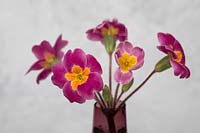 Primula flowers in antique rose vase, against a textured wall
