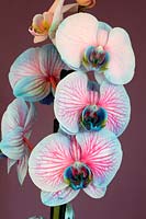 Flowering stem of a dyed Phalaenopsis orchid
