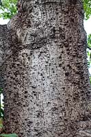 Spiky bark of Chorisia speciosa syn. Ceiba speciose - silk floss tree
