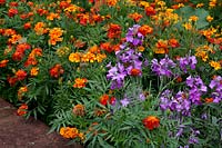 Tagetes  - French marigolds  - and Erysimum - wallflowers, 
in association 