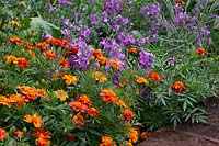 Tagetes  - French marigolds - and Erysimum - wallflowers, in association
