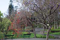 City park with paths, benches and specimen trees such as 
Erythrina abyssinica - coral tree
