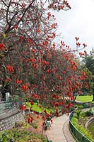 Erythrina abyssinica - coral tree - in a public park