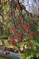 Erythrina abyssinica  - coral tree
