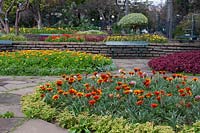 City park with circular beds of colourful bedding. Plants include: Gazania, 
Irisine herbstii, and marigolds 
