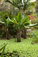 Tropical pond full of aquatic plants and marginal specimens