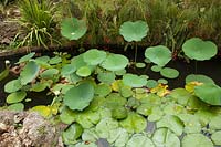Nelumbo nucifera - lotus - leaves and Nymphaea - waterlily - 
leaves in a tropical pond