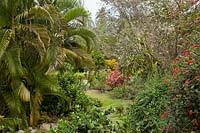 View through mature tropical garden