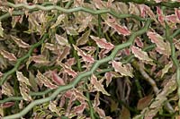 Euphorbia tithymaloides - formerly Pedilanthus tithymaloides 
