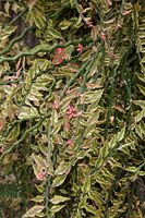 Euphorbia tithymaloides - formerly Pedilanthus tithymaloides
