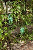 Strongylodon macrobotrys - jade vine 