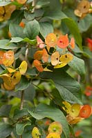 Holmskioldia sanguinea - Chinese hat plant 
