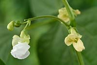 Phaseolus vulgaris 'Dulcina' - Dwarf French Bean - in flower 