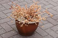 Dead shrub in plant pot that has suffered from lack of water - Spiraea Sparkling Champagne  'Lonspi'. 