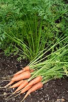 Daucus carota  'Short 'n' Sweet'  syn.  'Burpees Short n Sweet'  - carrot. 
Bunch of lifted carrots on ground.