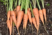 Daucus carota  'Short 'n Sweet'  syn.  'Burpees Short n Sweet' - carrot, 
lifted carrots lined up on the ground