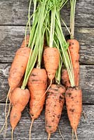 Daucus carota  'Short 'n Sweet'  syn.  'Burpees Short n Sweet' - carrot, lifted
 carrots on wooden deck