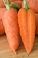 Daucus carota  'Short 'n Sweet'  Carrot  syn.  'Burpees Short n Sweet' - carrot,
lifted carrots washed and one cut in half vertically