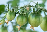Solanum lycopersicum 'Tumbling Tom Red' - Cherry tomato 'Tumbling Tom Red'

