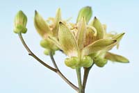 Tricyrtis latifolia - toad lily  