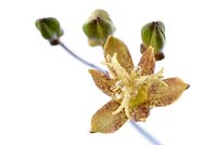 Tricyrtis latifolia - toad lily, buds and flower