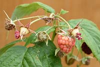 Rubus idaeus - Raspberry Fruit eaten by birds  