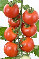 Solanum lycopersicum  'Alicante' syn.  Lycopersicon esculentum - tomato, ripe tomatoes hanging from vine