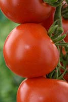 Solanum lycopersicum 'Alicante' - Tomato 'Alicante'