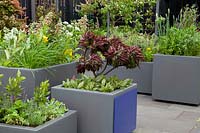 The Moveable Feast Garden - raised beds with mixed planting of herbs, flowers and fruit and vegetables