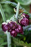 flowers of Podophyllum pleianthum - Chinese mayapple