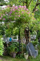 Rosa 'Veilchenblau'  - rambling rose - trained along a trellis and arch, 
above a table with a display of vintage collectables